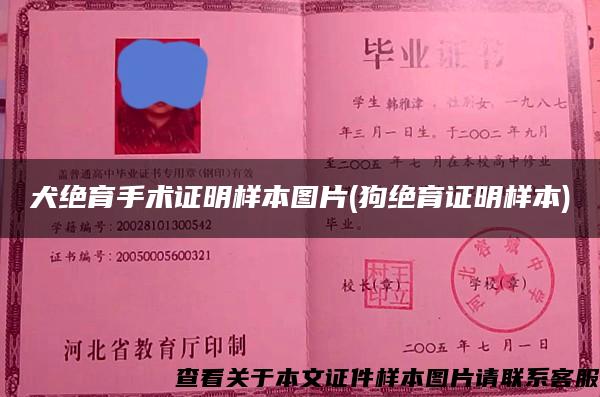 犬絕育手術證明樣本圖片(狗絕育證明樣本)