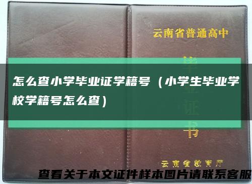 怎么查小學畢業證學籍號（小學生畢業學校學籍號怎么查）縮略圖