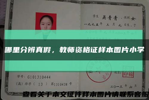 哪里分辨真假，教師資格證樣本圖片小學縮略圖