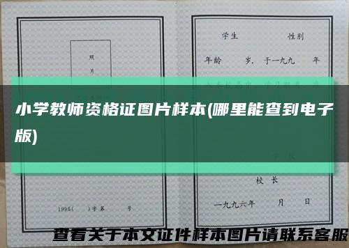 小學教師資格證圖片樣本(哪里能查到電子版)縮略圖