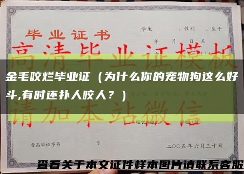 金毛咬爛畢業證（為什么你的寵物狗這么好斗,有時還撲人咬人？）縮略圖