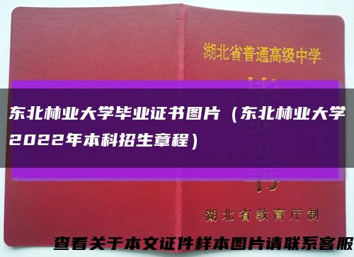 東北林業大學畢業證書圖片（東北林業大學2022年本科招生章程）縮略圖