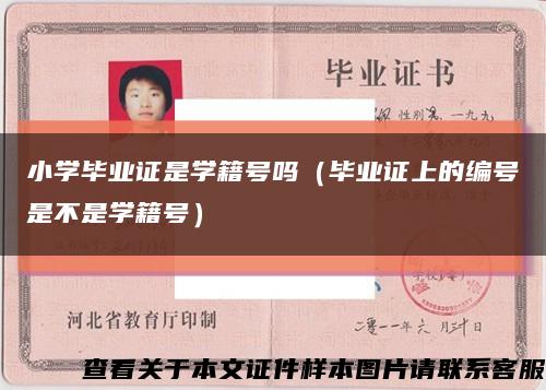 小學畢業證是學籍號嗎（畢業證上的編號是不是學籍號）縮略圖