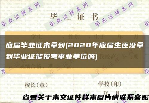 應屆畢業證未拿到(2020年應屆生還沒拿到畢業證能報考事業單位嗎)縮略圖