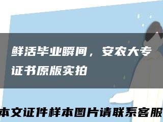 鮮活畢業瞬間，安農大專證書原版實拍縮略圖